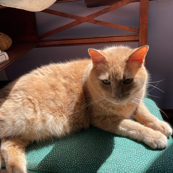 Meet your Posher, Holly 💗 - Picture 7 of 10